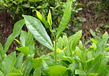 A tea plant.