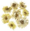 Organic Chrysanthemum Blossoms