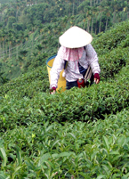 A tea plant.