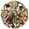 Cape Town Rooibos Organic