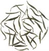 Silver Needle
